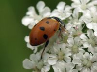 Hippodamia variegata
