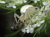 Misumena vatia