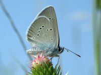 Cyaniris semiargus
