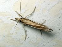 Crambidae