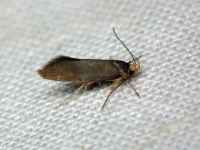 Crassa unitella