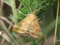 Pyrausta despicata