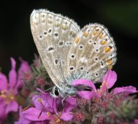 Polyommatus icarus