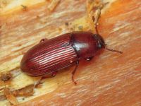 Uloma rufa