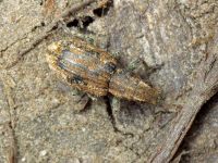 Sitona puncticollis