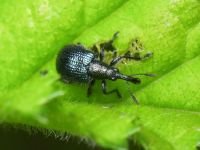 Neocoenorrhinus pauxillus
