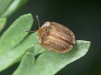 Hypocassida subferruginea