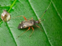 Closterotomus biclavatus