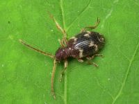 Ptinus rufipes