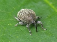 Cleopomiarus graminis