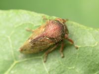 Gargara genistae