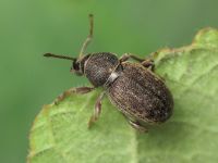 Otiorhynchus brunneus