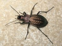Carabus (Tachypus) cancellatus cancellatus n. sulinensis