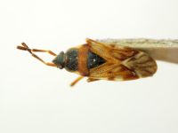Scolopostethus puberulus