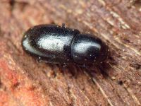 Orthocis perrisi
