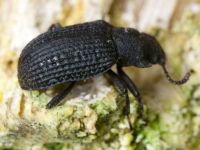 Bolitophagus reticulatus