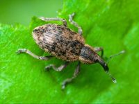 Hypera (Eririnomorphus) conmaculata