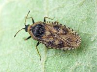 Dictyla echii