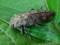Dicerca aenea aenea