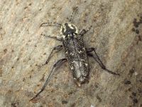 Xylotrechus rusticus