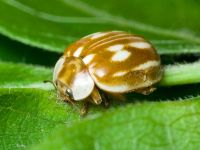 Myzia oblongoguttata