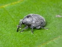 Cleopomiarus graminis