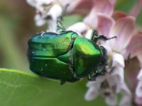Cetonia aurata