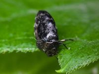 Trachys minutus minutus