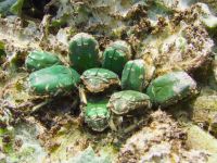 Protaetia ungarica