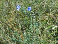 Linum austriacum