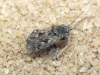 Sphragisticus nebulosus