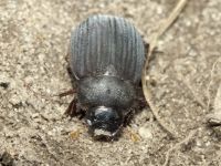 Maladera holosericea