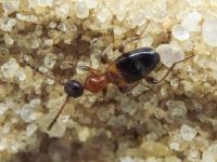 Anthelephila pedestris