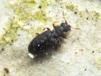 Enicmus brevicornis