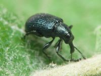 Rhynchitinae