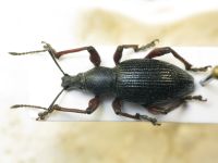 Otiorhynchus tenebricosus