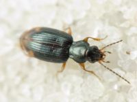 Bembidion