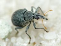 Oxystoma craccae