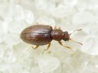 Cortinicara gibbosa