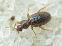 Corticaria impressa