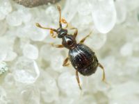 Bryaxis