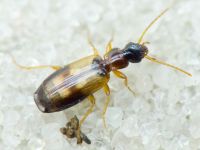Lebiinae
