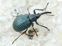 Holotrichapion (Apiops) pullum