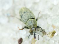 Sibinia (Sibinia) subelliptica