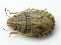 Sciocoris cursitans