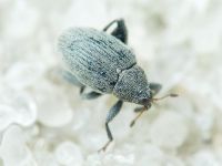Pseudorchestes pratensis
