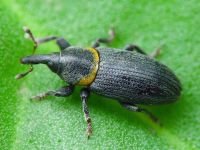 Mecinus collaris