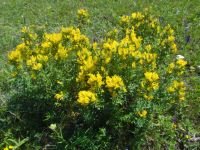 Fabaceae