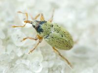 Tychius