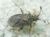 Bathysolen nubilus
